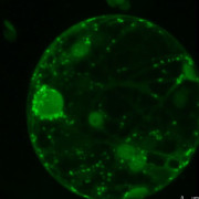 Protoplast