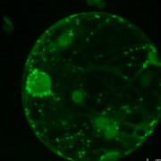 Protoplast