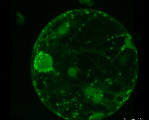 Protoplast