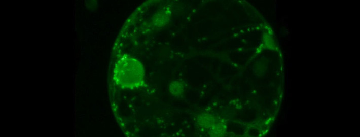 Protoplast