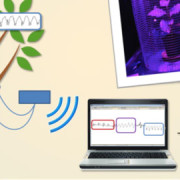 Plants as biosensors