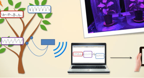 Plants as biosensors