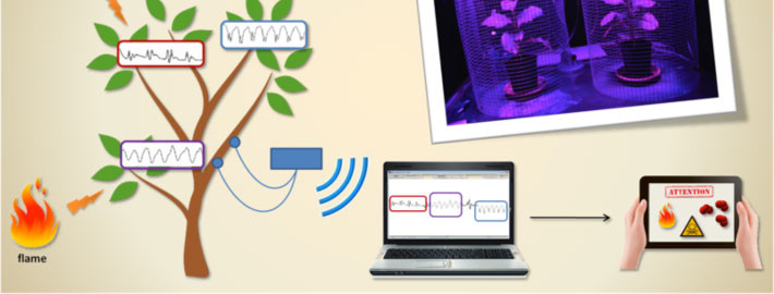 Plants as biosensors