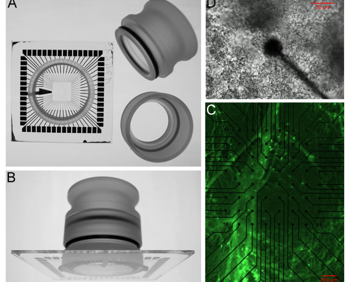 Biofilm sociobiology