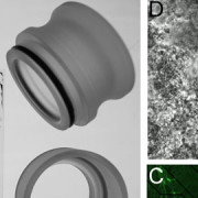 Biofilm sociobiology