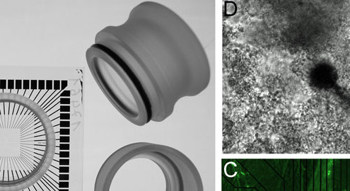 Biofilm sociobiology