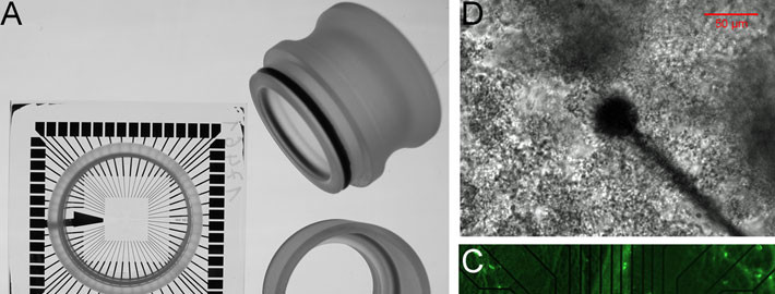 Biofilm sociobiology